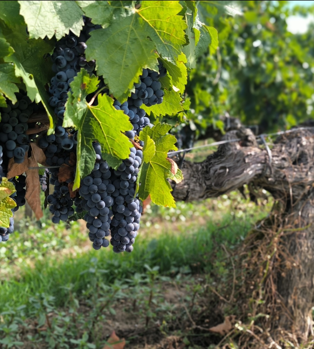Raisins de Cabernet Sauvignon en véraison