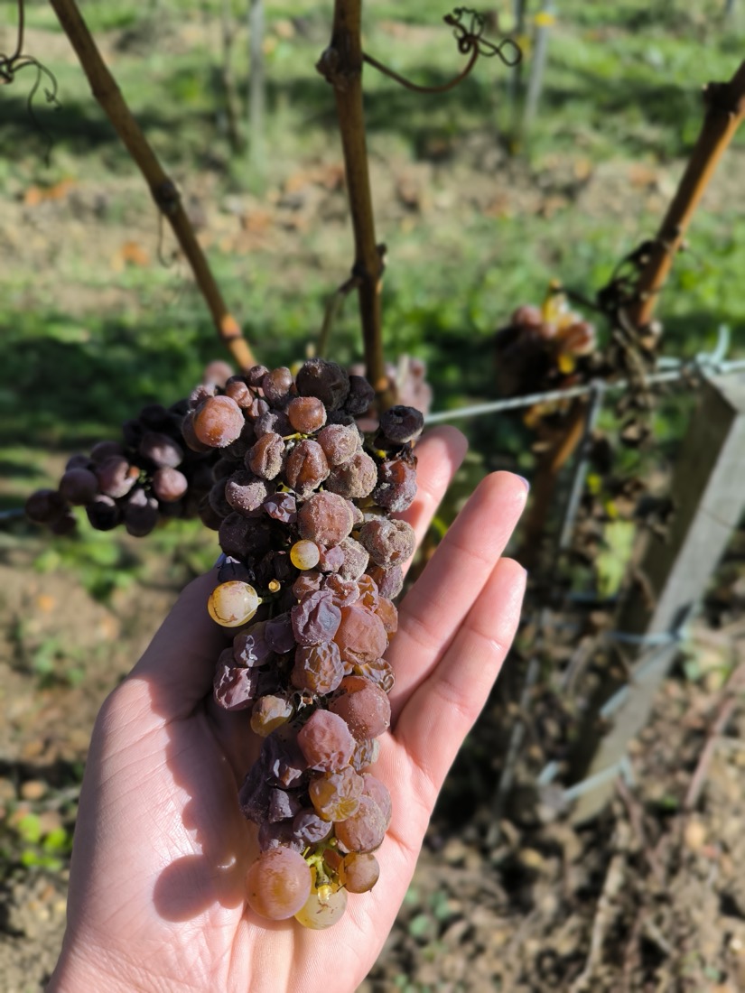 Grappe de Botrytis cinerea · Sauternes