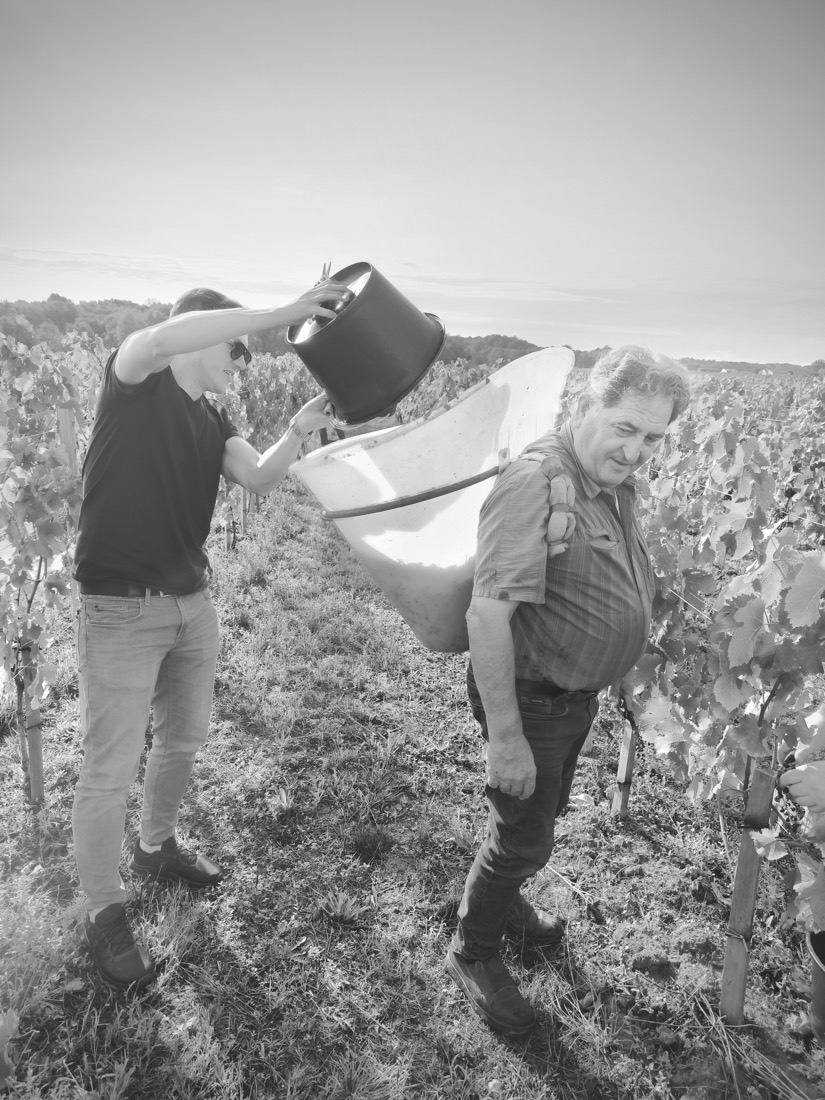 Vendanges touristiques au château Robin La Fleur