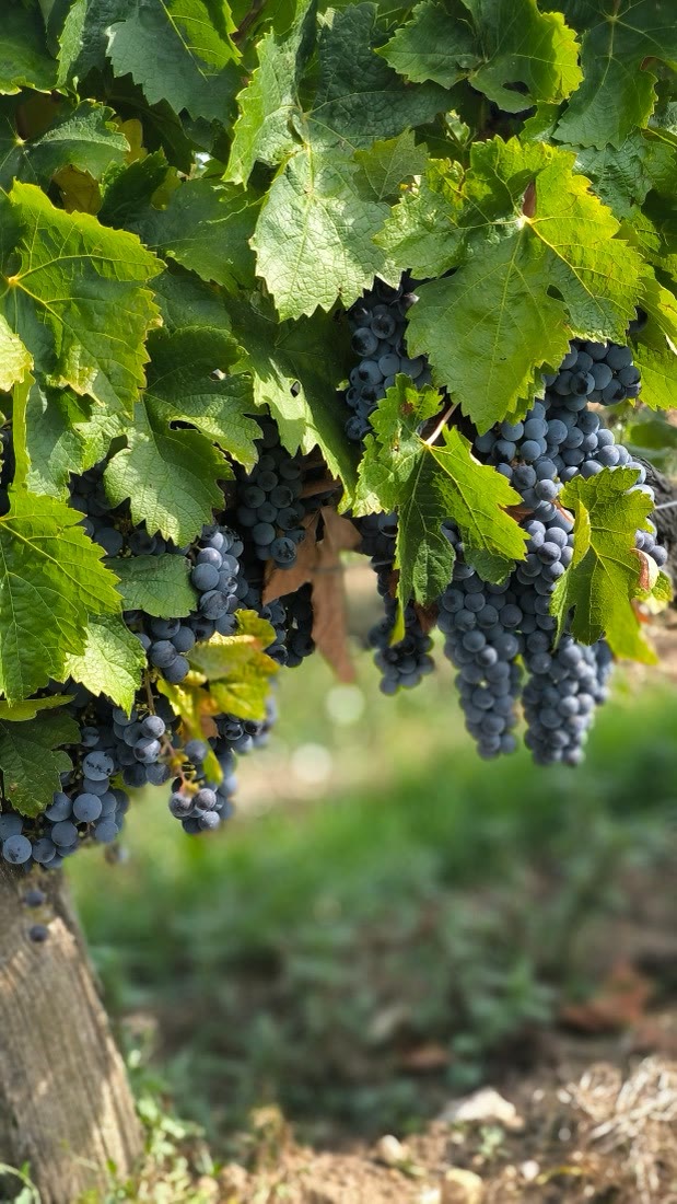 Vigne en véraison · Saint-Émilion