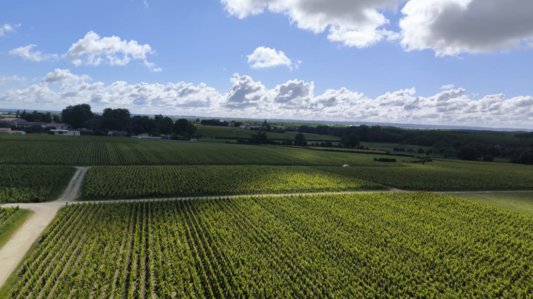 Vignes · Saint-Julien