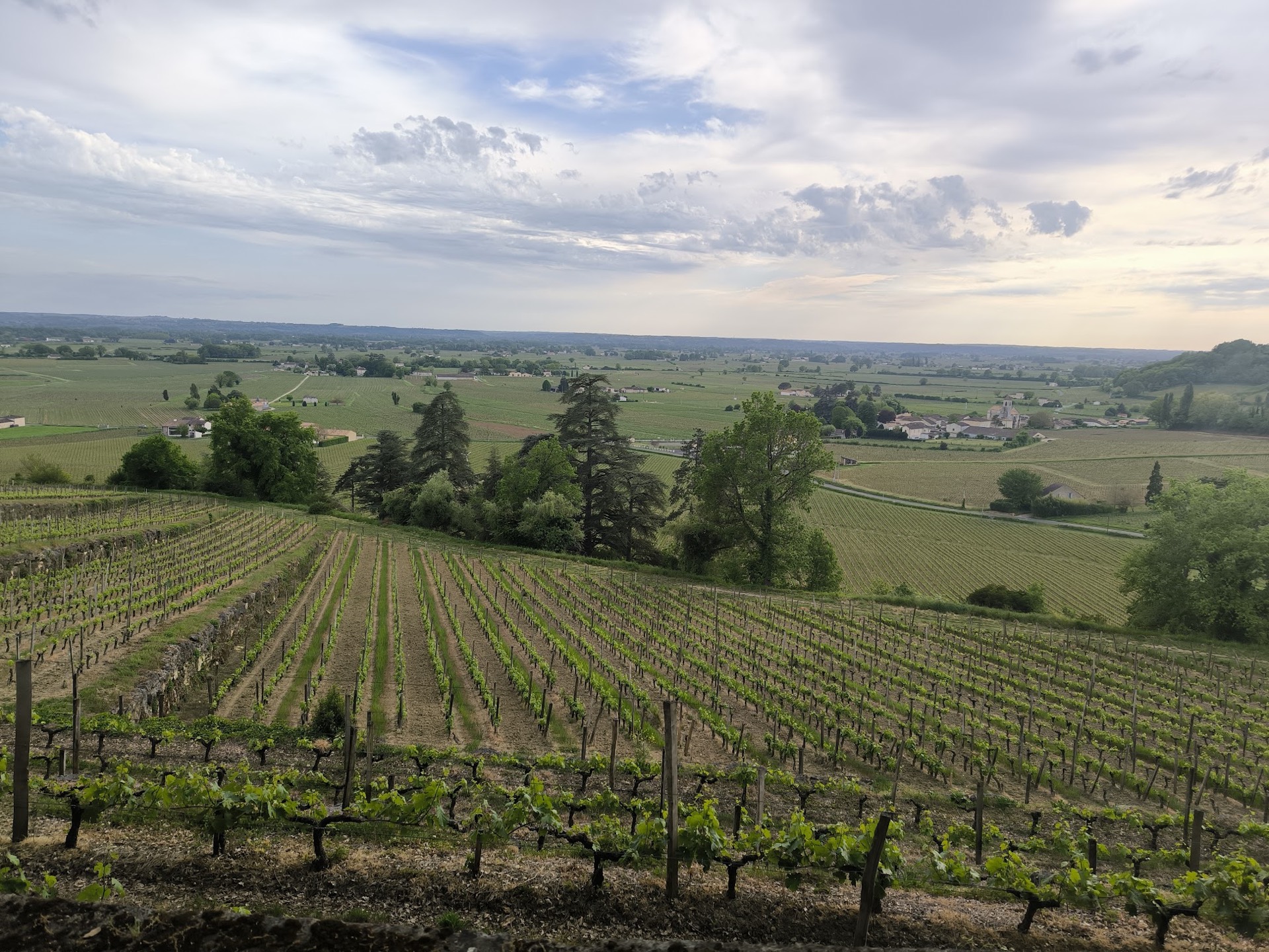 Vignes en coteau près de Saint-Émilion