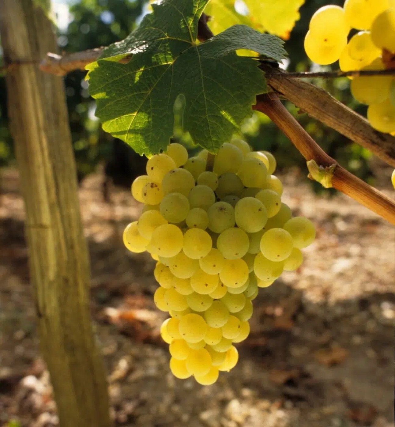 Grappe de raisin blanc dans une vigne du Médoc