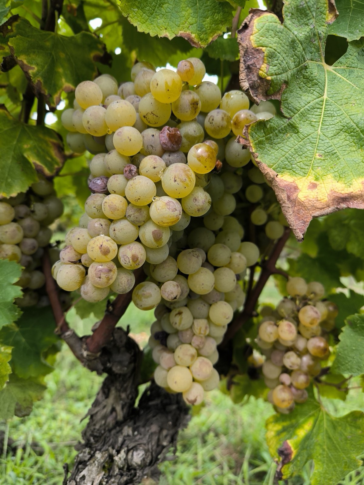 Grappe de raisin blanc mûr sur la vigne